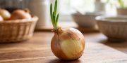 Bawang Bombai Tumbuh Tunas? Ini Cara Cek Masih Layak Pakai