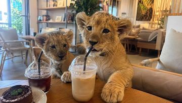 Viral! Turis China Digigit Anak Singa di Kafe, Nekat Vaksin Rabies Sendiri