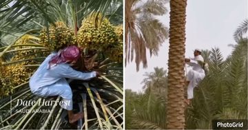 Bukan Pakai Alat! Petani Arab Saudi Panjat Pohon untuk Panen Kurma