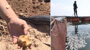 Panas Ekstrem Korea Bikin Kentang ‘Matang’ di Dalam Tanah!
