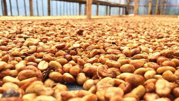 4 Metode Pengolahan Kopi yang Menentukan Karakter Rasa