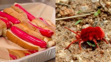 Hot Dog Legendaris Ini Kini Pakai Pewarna Ekstrak Serangga
