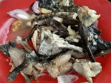 8 Makanan Ekstrem Thailand: Udang Menari hingga Tikus Panggang!