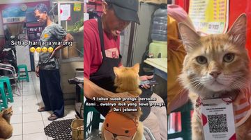 Kucing Prengki Jadi ‘Kasir’ Viral di Kedai Nasi Goreng Bandung