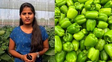 Tinggalkan Korporat, Lulusan S2 Raup Rp7 M Jadi Petani Paprika